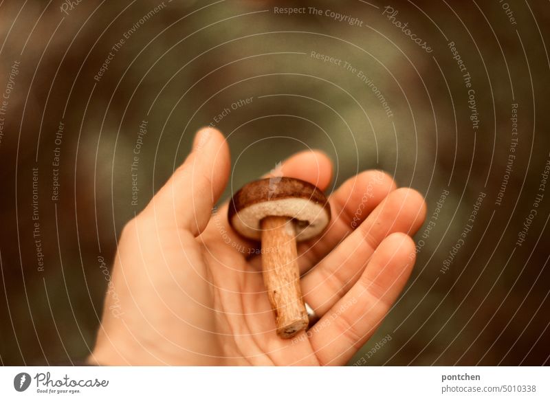 An open hand holds a chestnut boletus. Search for mushrooms. Chestnut boletus Mushroom amass search Forest mushroom search Hand stop Indicate Exterior shot