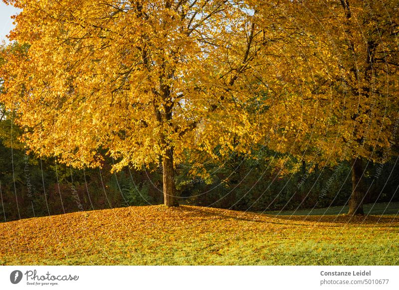 Two trees in yellow autumn leaves. Autumn Yellow foliage Autumn leaves Autumnal Tree Autumnal colours Early fall Transience autumn mood Autumnal weather