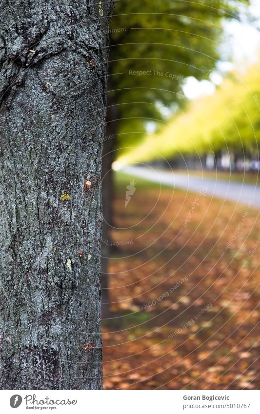 Autumn alley scenery colorful autumn october peaceful fall landscape environment nature season bright rural golden outdoor yellow lane park tree orange