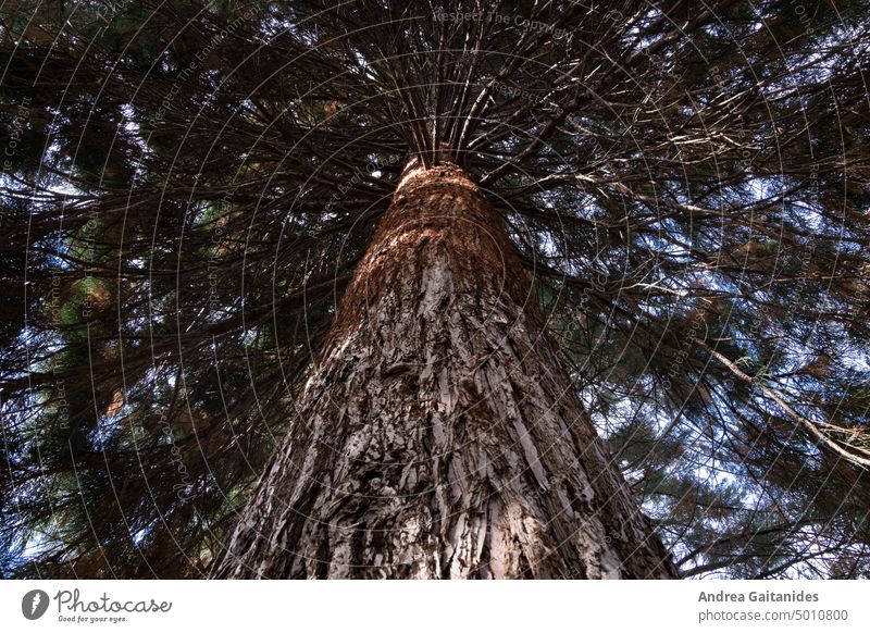 View up at the trunk of a sequoia, Sequoia sempervirens, which is slightly illuminated by the sun, horizontally view up Look up tree trunk Redwood conifer