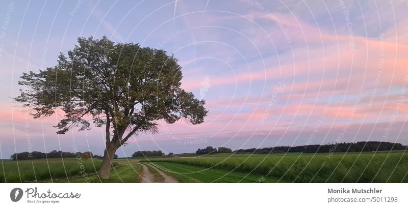 pink sky Sunset Clouds Sky Evening Nature Dusk Landscape Twilight Horizon Sunlight Light Exterior shot Deserted Tree Colour photo Environment Beautiful weather