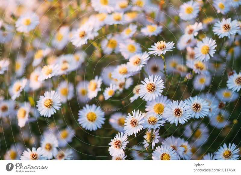 Blooming Aster Perennial Flowering Plants In The Family Asteraceae. Bush In Autumn Season Aster amellus Astereae aster autumn beautiful belarus bloom blooming