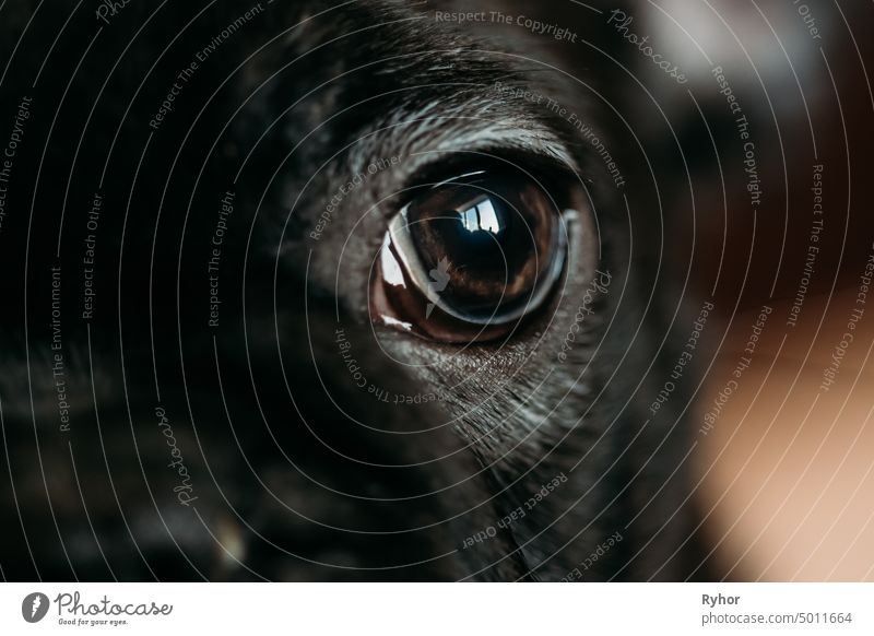 Close Up Eye Of Young Black French Bulldog Dog Puppy young Frenchie bulldog french bulldog ear small eye beautiful domestic pedigree doggy black funny purebred