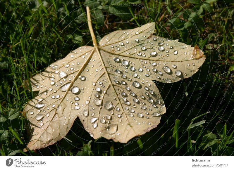 The leaf Leaf Rain Green Nature