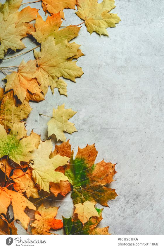 Autumn background with yellow and orange colored Maple leaves, top view autumn maple leaves bright design fall foliage leaf natural nature october season