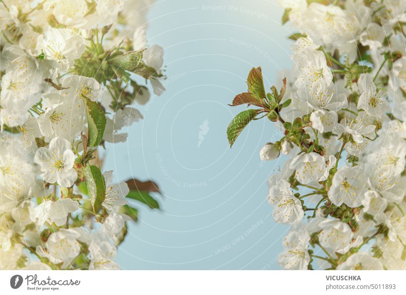 White cherry blossom with sunlight bokeh. Frame at blue background. springtime white frame close up beautiful green branch petal twig sunny seasons