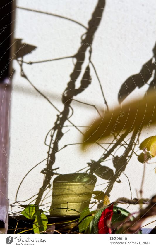 shadows on the wall Evening Branch Tree Twilight Relaxation holidays Garden Autumn Autumn leaves Sky allotment Garden allotments Foliage colouring Deserted