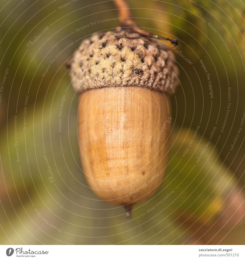 Still a little hanging up Nature Plant Autumn Beautiful weather Acorn Esthetic Simple Small Natural Round Brown Green Contentment Success Protection