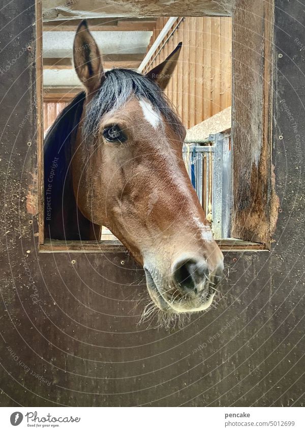 verarmter landadel Pferd Tierportrait Pferdekopf Fenster hinausschauen Stall Pferdestall Box Pferdebox ländlich Reiten Reitstall Pferdesport