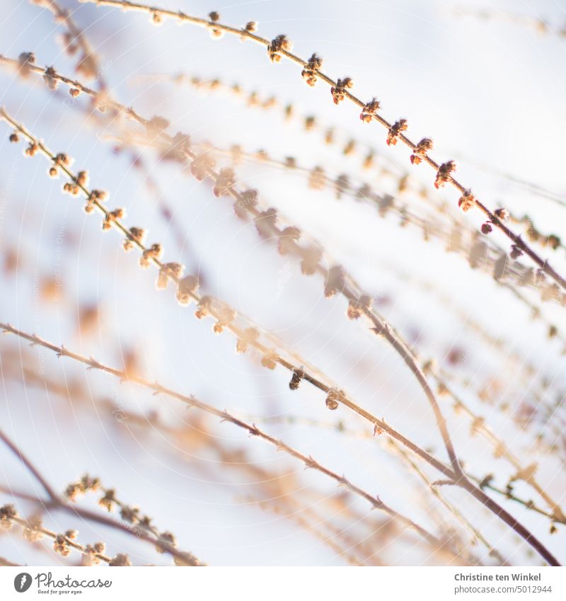 Withered and dried filigree flower panicles pedicel Flower stems Faded Shriveled Shallow depth of field blurriness Transience Plant shrub Nature Autumn Delicate