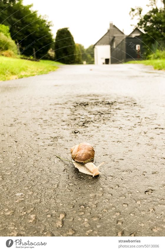 Snail with snail shell crawls across a road Crumpet Snail shell Street Slowly Close-up Animal Macro (Extreme close-up) Colour photo Shallow depth of field Small