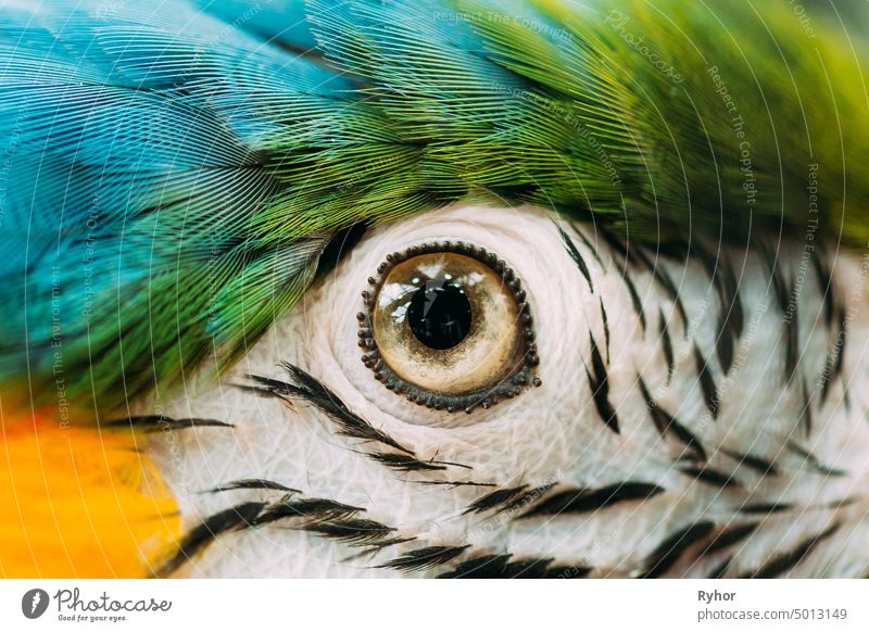 Eye Of Blue-and-yellow Macaw Also Known As The Blue-and-gold Macaw In Zoo. Wild Bird In Cage beautiful neotropical cage ararauna animal eye close color detail