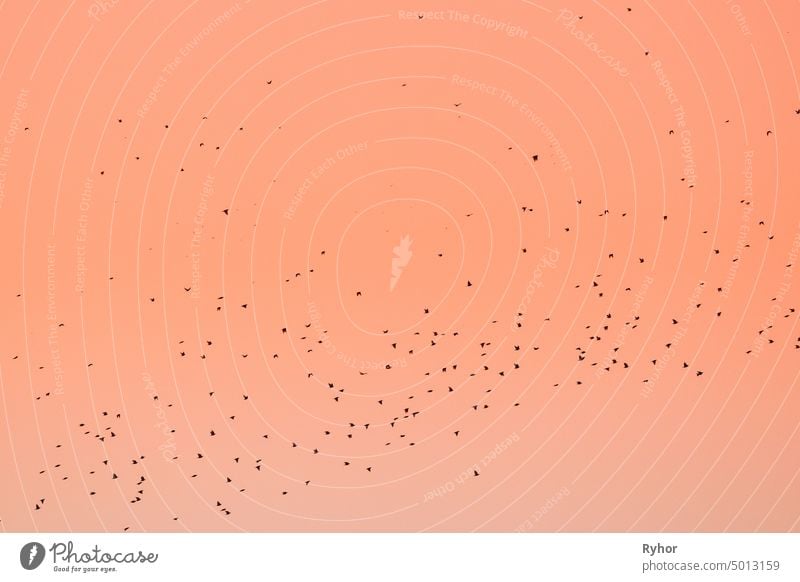 Flocks Of Migratory Birds Flying In Autumn Or Spring Sunset Sunrise Sky nature south animal outdoor flight sunset migration formation sunrise bird group sky