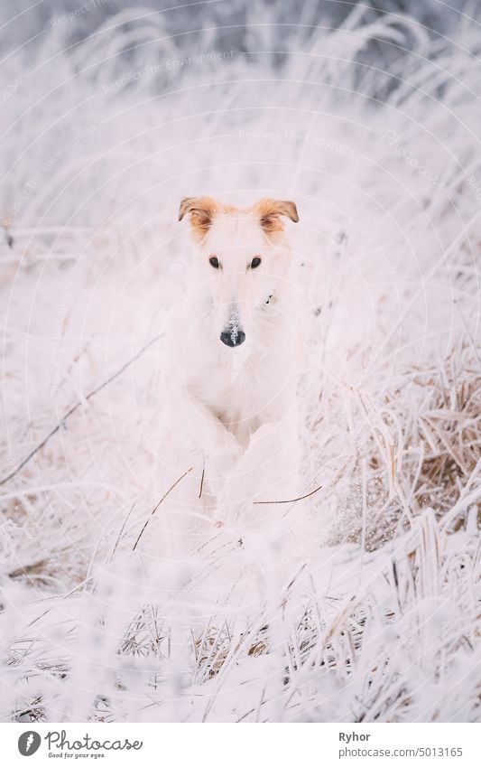 Russian Wolfhound Hunting Sighthound Russkaya Psovaya Borzaya Dog During Hare-hunting At Winter Day In Snowy Field Russian wolfhound outdoor pure-bred