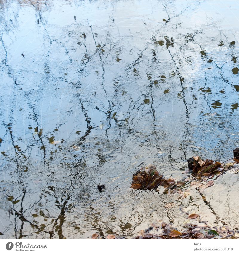 Autumn Nature Water Sky Leaf Pond Lake Brook River Blue Environment Transience Change Branch Esthetic Colour photo Exterior shot Pattern Structures and shapes