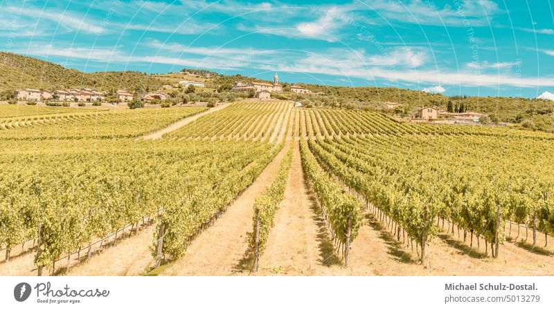 Vines in tuscan landscape tuscany Tuscany Landscape Idyll vacation wide tranquillity vine vines wine lines wide sky