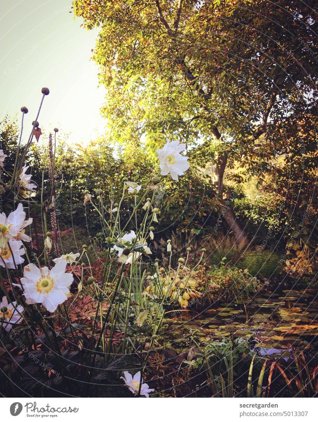 wetlands Garden Pond Idyll tawdry blossoms flowers Water lily Autumn Summer sunshine Sun Tree Blossoming Nature Plant Flower Exterior shot naturally pretty