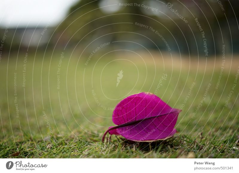 Overblown of a flower Nature Plant Flower Blossom Exotic Garden Meadow Simple Elegant Beautiful Loneliness Colour photo Exterior shot Close-up Deserted Day