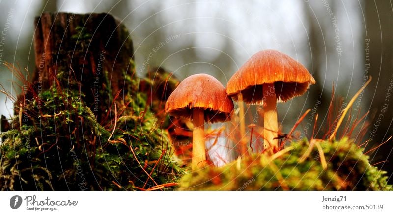 Forest soil. Woodground Tree Dull Tree stump Autumn Mushroom Macro (Extreme close-up)