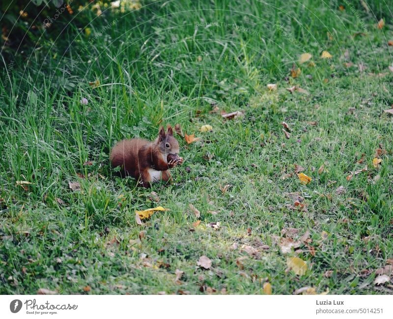 a brown squirrel with white belly holds a chestnut in the very long claws Squirrel Brown White Claw Animal Cute Animal portrait Nature Autumn Autumnal Chestnut