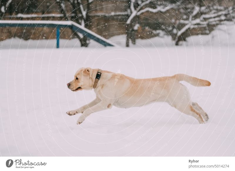 Labrador Dog Play Run Outdoor In Snow, Winter Season breed fun white run game funny dog labrador purebred pedigree dog cold play training jumping dog animal