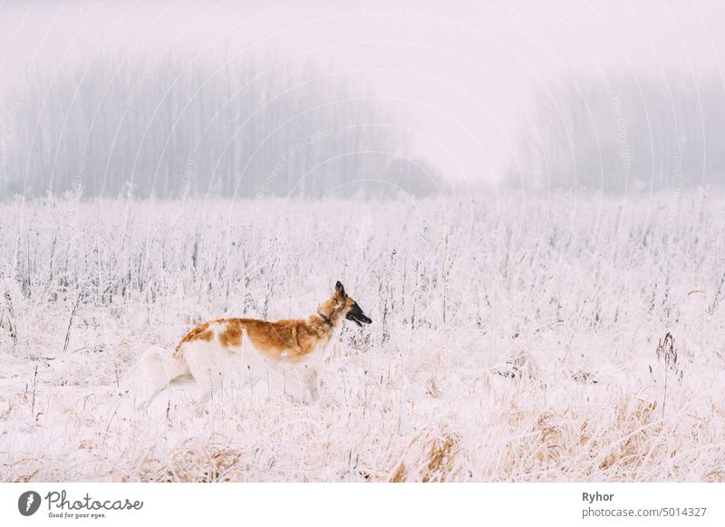 Russian Wolfhound Hunting Sighthound Russkaya Psovaya Borzaya Dog During Hare-hunting At Winter Day In Snowy Field young running dog field gazehound pedigreed