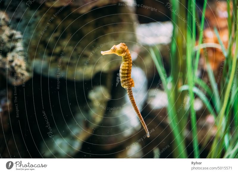 Long-snouted Seahorse Hippocampus Guttulatus Swimming In Aquarium aquarium fish longsnout Syngnathidae swim Atlantic Ocean animal ocean longsnout seahorse