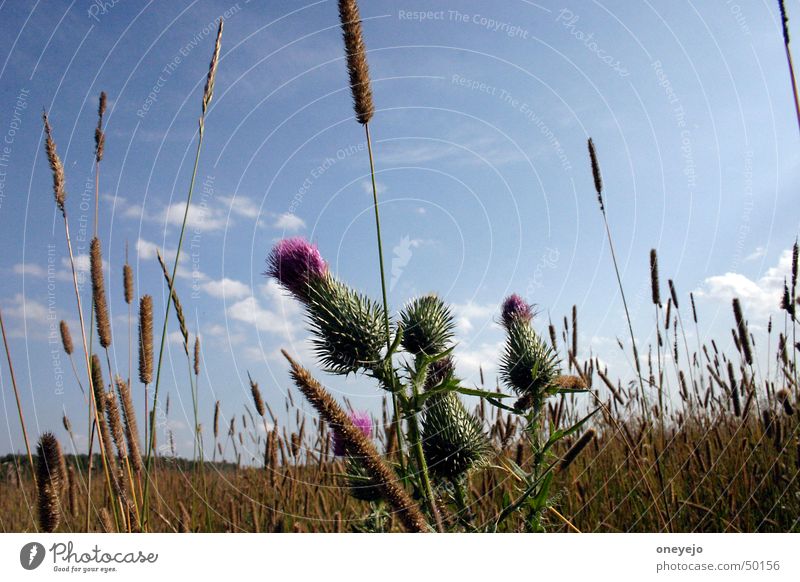 Ringing heat Summer Sky Great burr russia Weed Medicinal plant