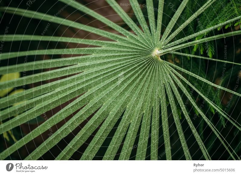 Green Leaves Of Chamaerops Humilis In Botanical Garden garden plant flora structure outdoor botanic north Africa close foliage flower fresh park leaf spring