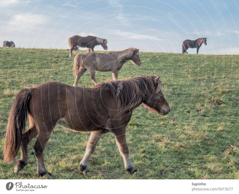 Icelandic horses on a pasture in autumn island horses Willow tree Autumn autumn light Bavaria Season evening light Sky Blue Exterior shot Animal Grass Green