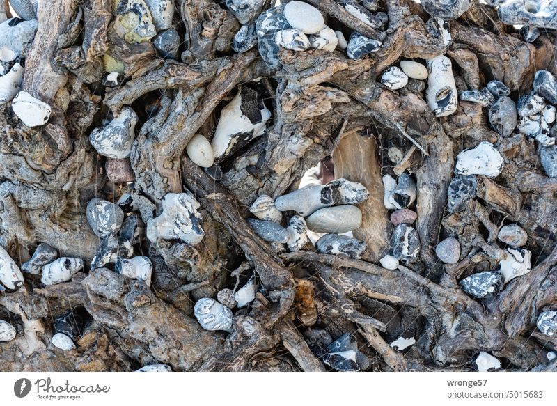 Flint and root flints Root of a tree Wood Beach Flotsam and jetsam Baltic Sea Baltic beach Nature Ocean coast Exterior shot Colour photo Day Close-up Deserted