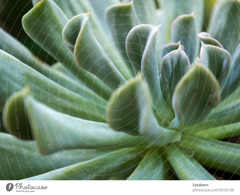 Leaves detail close up of Echeveria Topsy Turvy echeveria succulent plant background closeup decoration natural nature wax pattern houseplant macro botanical