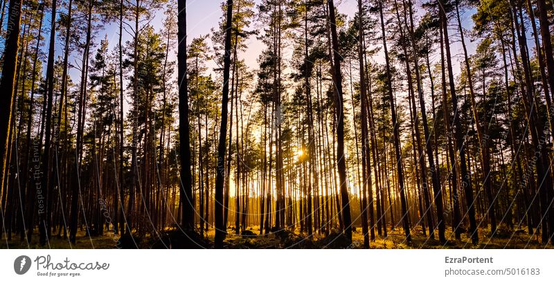 forest Forest Tree Dusk Sun Sunset Light trees Nature Landscape Evening Sunlight Environment Sky