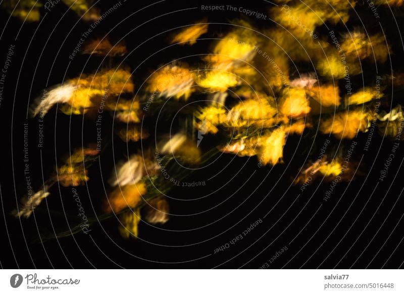 moving autumn, shining leaves at night Autumn Autumnal colours Yellow schwaerz Illuminate moved Contrast blurriness twigs Twigs and branches Change Deserted