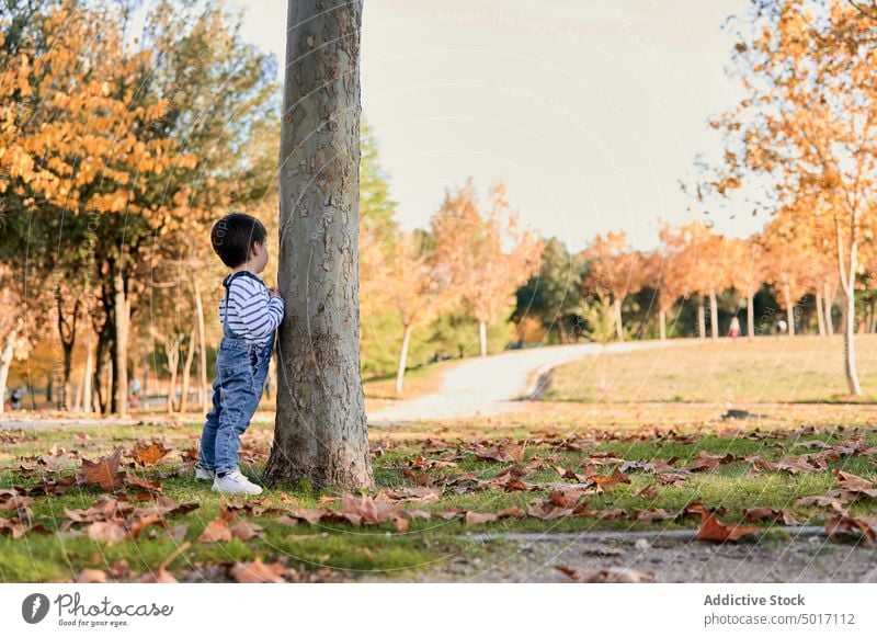 Little boy standing near tree in park child autumn fall little kid childhood adorable garden nature cute season rest idyllic tranquil lean trunk carefree