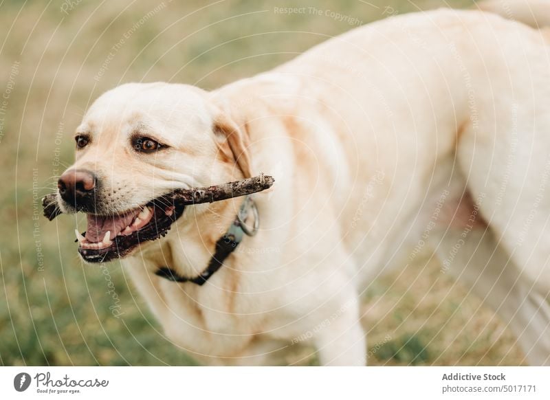 Beautiful dog with stick in teeth play park pet fun happy nature green animal playing labrador retriever joyful beautiful adorable cute companion funny pedigree