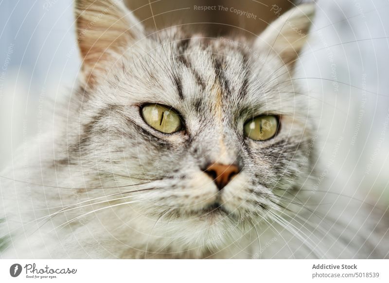 Cute tabby cat looking away muzzle kitty gray fluff cute domestic animal pet home fur feline mammal whisker adorable green eyes gaze pussy sweet creature quiet