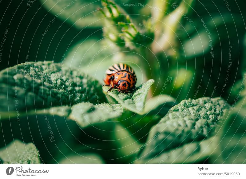 Potato Striped Beetle - Leptinotarsa Decemlineata Is A Serious Pest Of Potatoes. eating agriculture field protection macro agronomy orange bug insect control