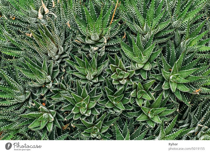 Close View Of Haworthiopsis Fasciata In Botanical Garden greenery macro color fresh close up leaves natural background succulent Haworthiopsis fasciata leaf