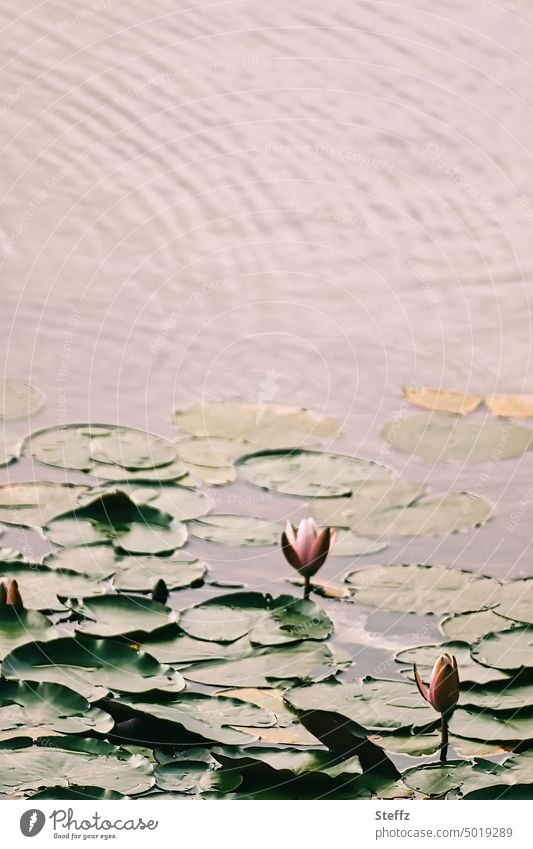 Water lilies in afternoon light Water lily aquatic plants Water lily pads Water lily pond impressionistic tranquillity silent Pond Lake Calm Undulating romantic