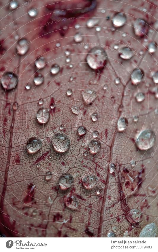 raindrops on the red maple leaf in autumn season red leaf lines veins leaf veins nature natural backgrounds red background rainy days water wet texture textured