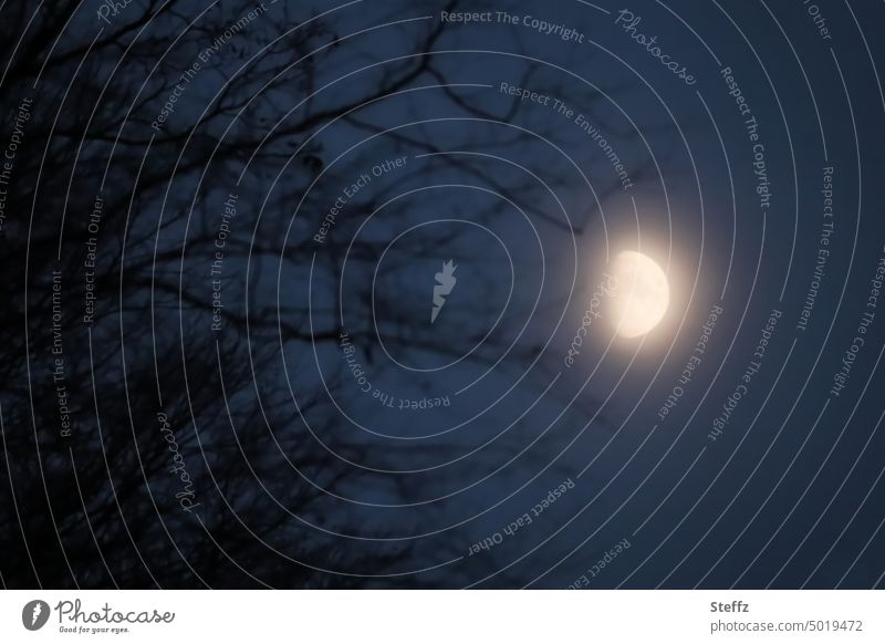 Crescent moon and ghostly branches Half moon Moon Moonlight moonlight Night sky Dark moonlit darkness Mystic tranquillity silent Slumber Moonrise winter night