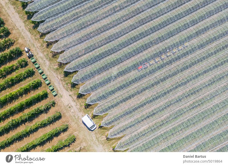 Workers picking pears in the field from crates attached to a towing tractor. Working in the middle of the day under the hail net. agriculture apple background