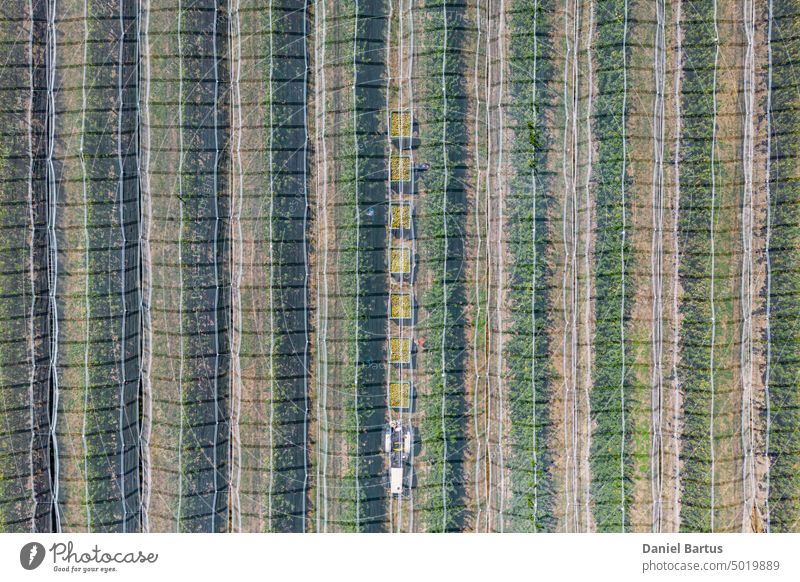 Workers picking pears in the field from crates attached to a towing tractor. Working in the middle of the day under the hail net. abstract agriculture