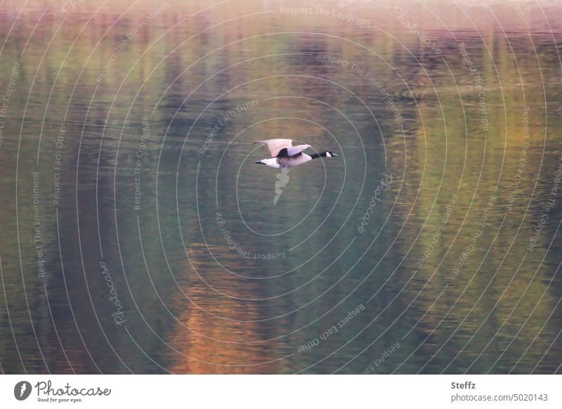 a Canada goose flies over the lake Wild goose Goose Canadian goose goose flight Wild bird Bird standing bird Flying waterfowl Migratory bird Flight of the birds