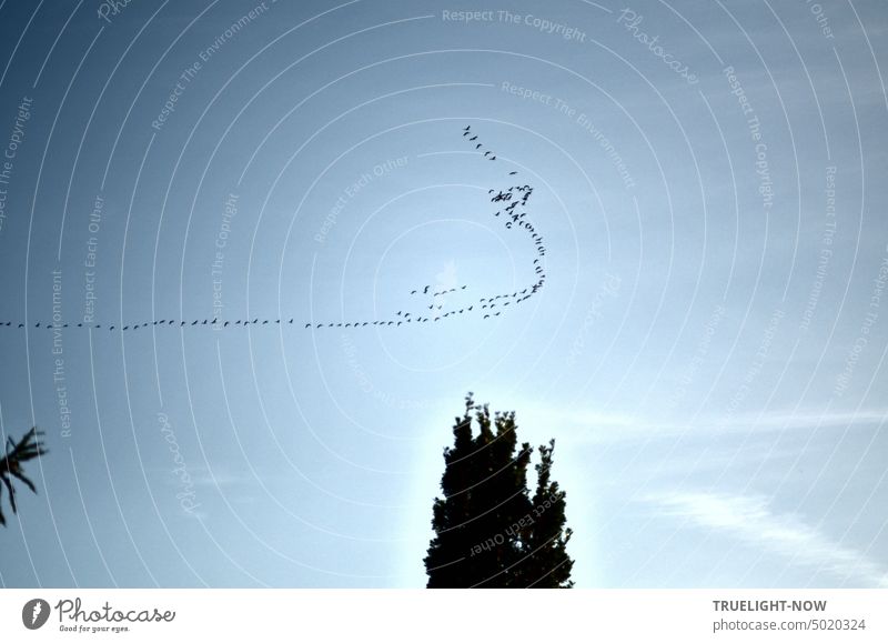 A long bird migration wild geese in the sky changes the direction of flight - this caused turbulence in the formation, perhaps disagreement? Migratory birds