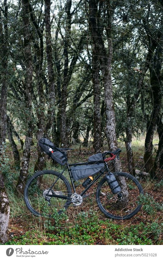 Bicycle on green meadow in bright day leaning on trees warm bike adventure bicycle nature cyclist sport lifestyle speed ride forest healthy countryside extreme