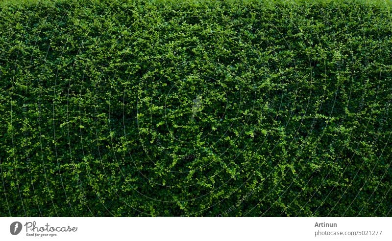 Small green leaves in hedge wall texture background. Closeup green hedge plant in garden. Eco evergreen hedge wall. Natural backdrop. Beauty in nature. Green leaves with natural pattern wallpaper.