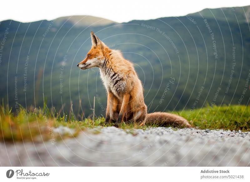 Fox sitting on grass near mountains fox nature wild animal summer sunny daytime pyrenees wildlife fauna habitat mammal specie creature fluff carnivore predator