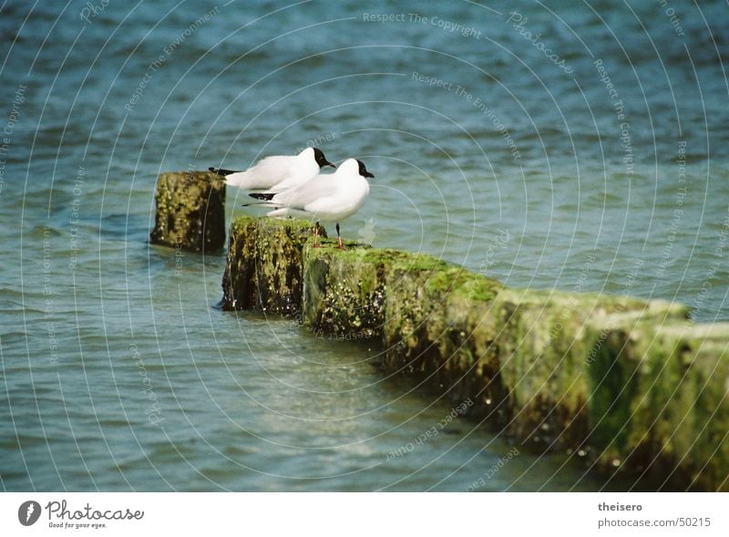 On the park bench Ocean Bird Seagull Crouch Break water Summer Water Sit Baltic Sea Nature Landscape